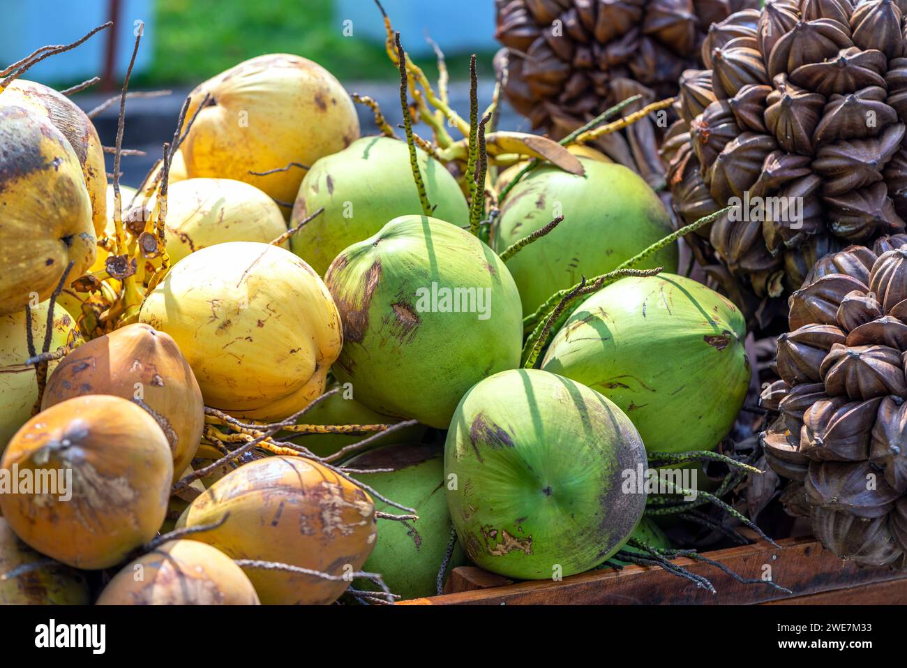 Coconuts are sold in the market. Nutritious drink rich in vitamins and ...