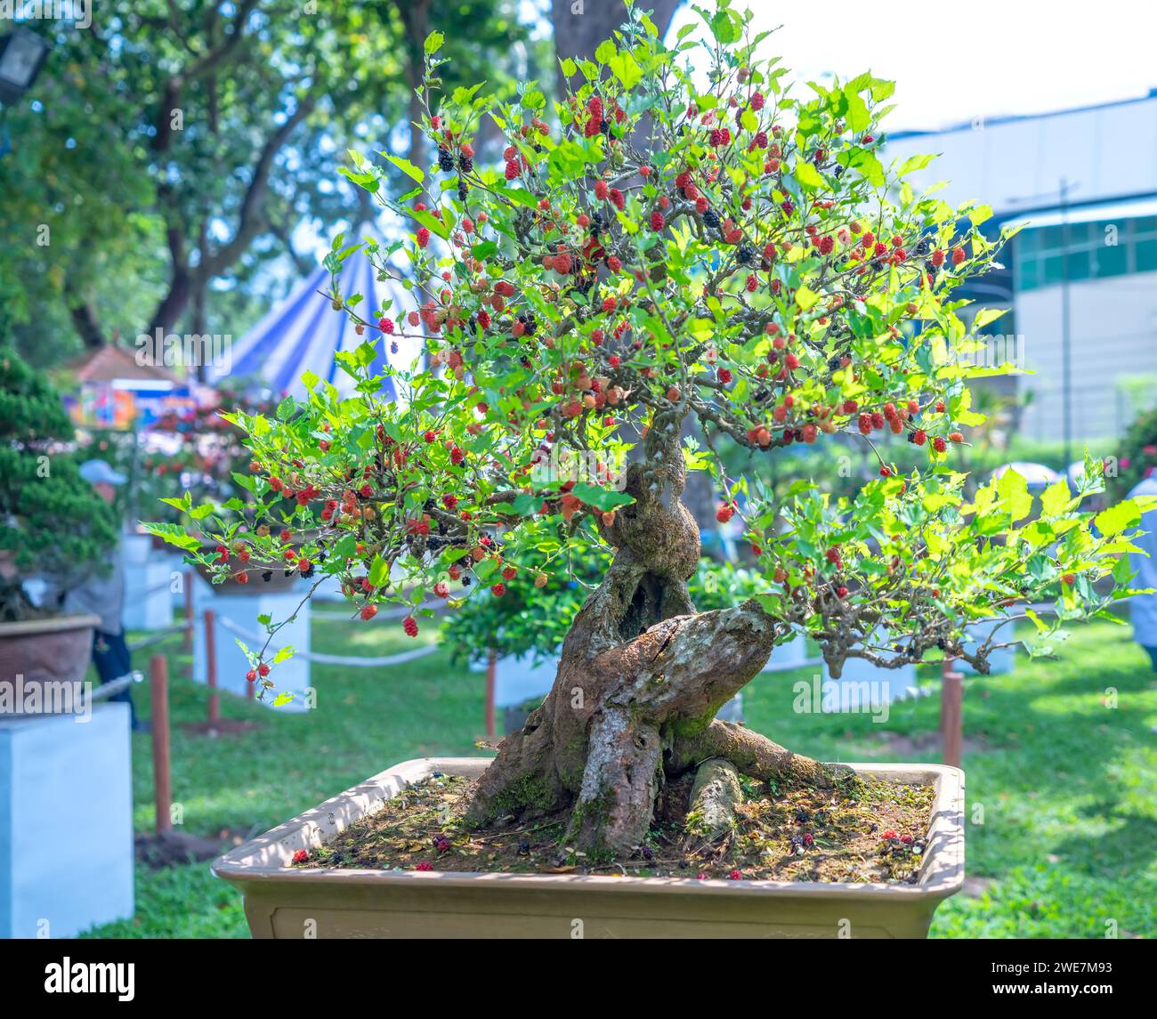 Raspberry branches ripe fruits in hi-res stock photography and images ...