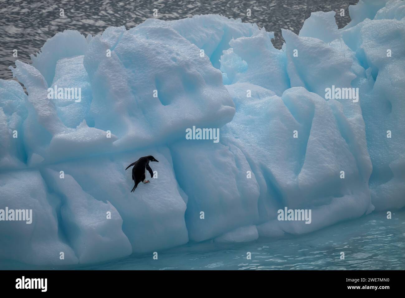 An adelie penguin traverses a steep iceberg in the Weddell Sea near James Ross Island Stock Photo