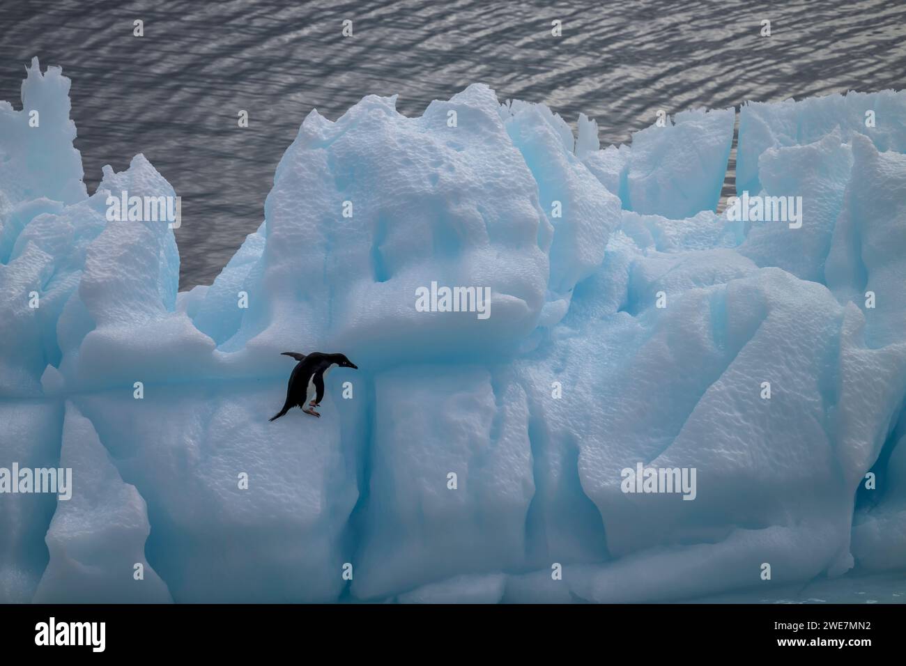 An adelie penguin traverses a steep iceberg in the Weddell Sea near James Ross Island Stock Photo