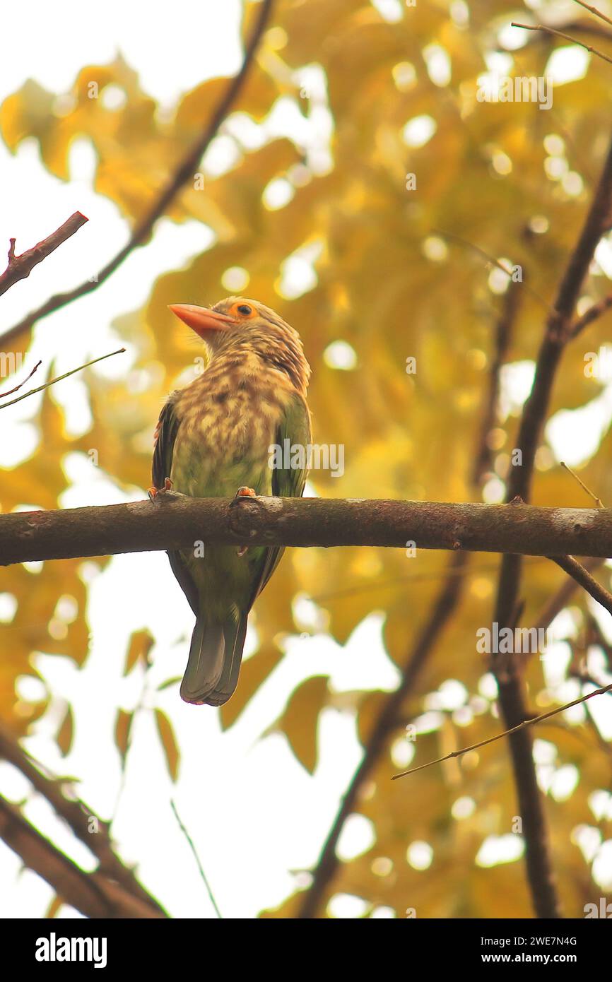 Linadted a male lineated barbet (psilopogon lineatus) is perching on a branch ...