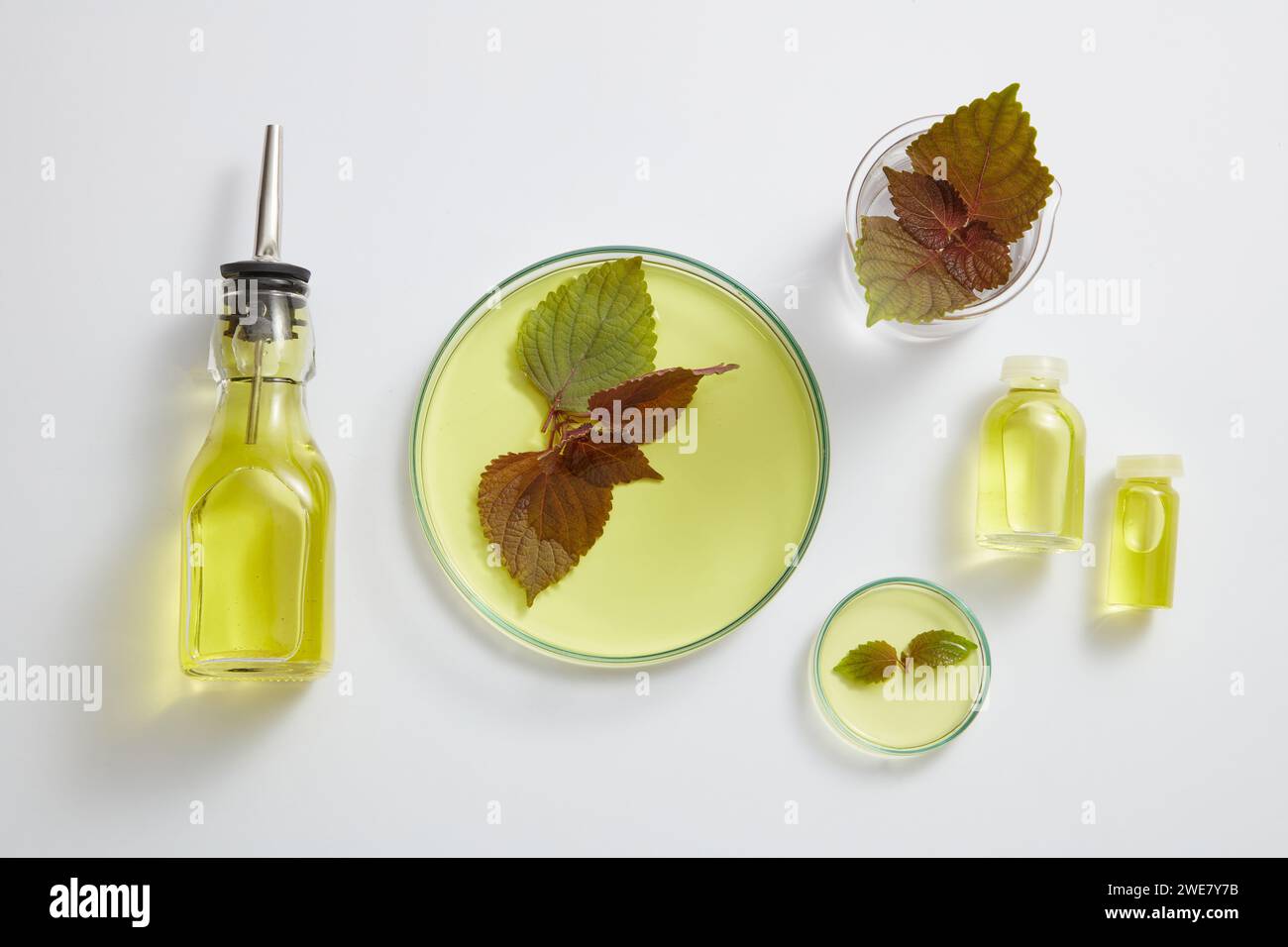 Unlabeled bottle of cooking oil arranged with some glassware of yellow fluid. Oil made from Beefsteak Plant (Perilla frutescens) is very popular in Ko Stock Photo
