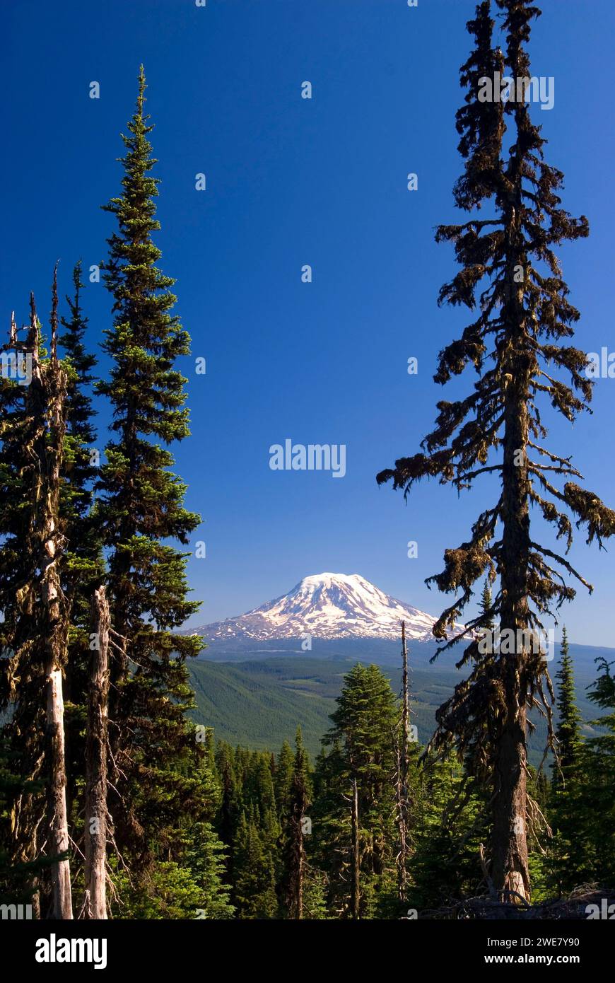Mt Adams from Goat Ridge, Goat Rocks Wilderness, Mt Baker-Snoqualmie ...