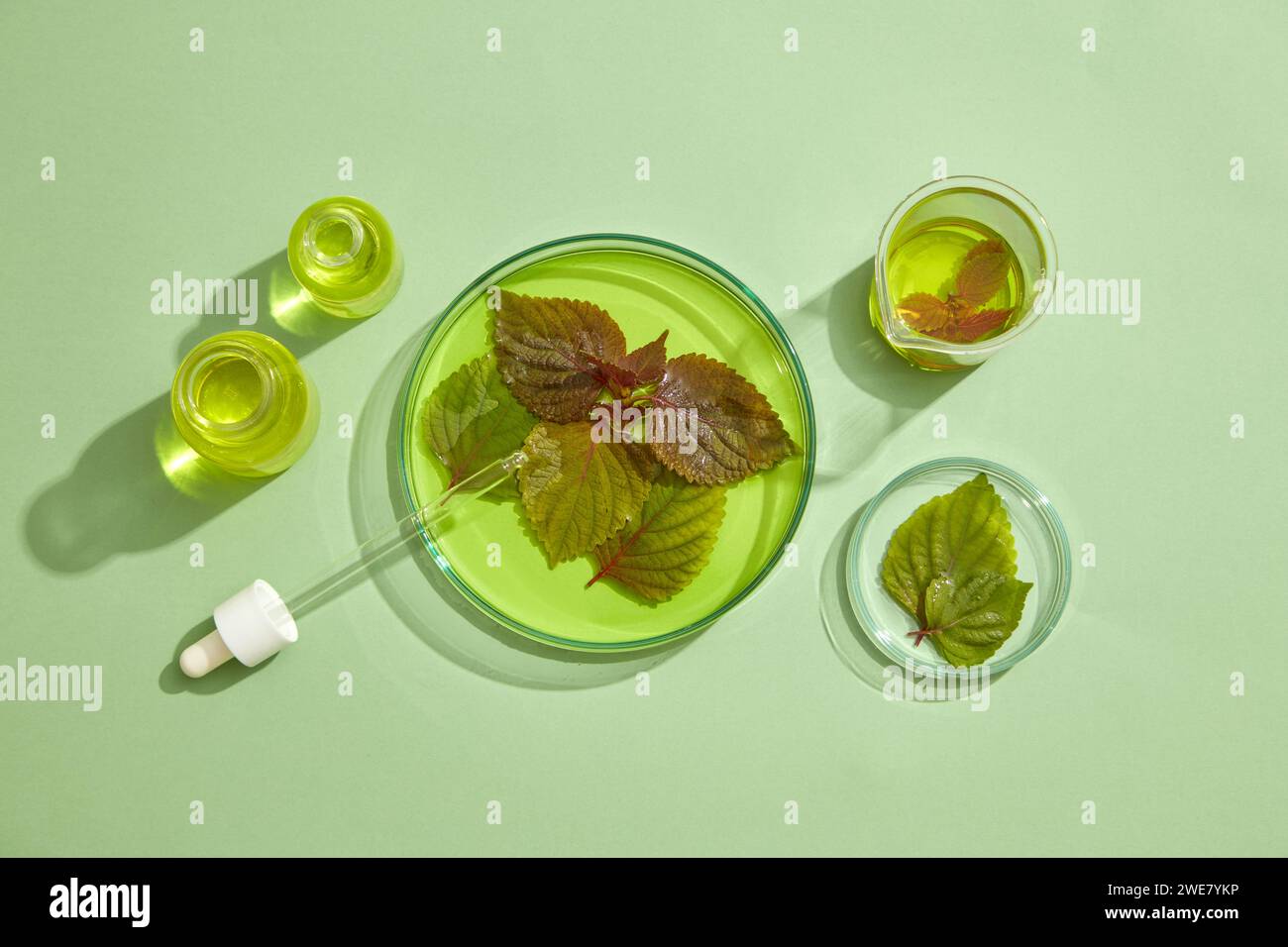 Yellow essential oil extracted from Beefsteak Plant (Perilla frutescens) is contained inside few jars, beaker and petri dishes. Science laboratory res Stock Photo