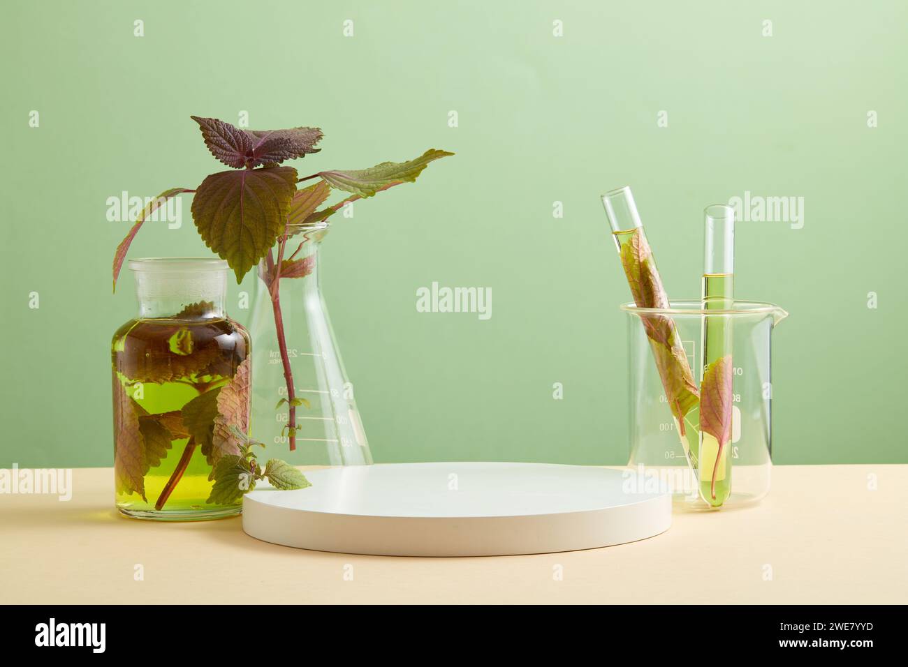 Some laboratory glassware with essential oil inside are arranged around a podium in white color. Beefsteak Plant (Perilla frutescens) helps maintainin Stock Photo