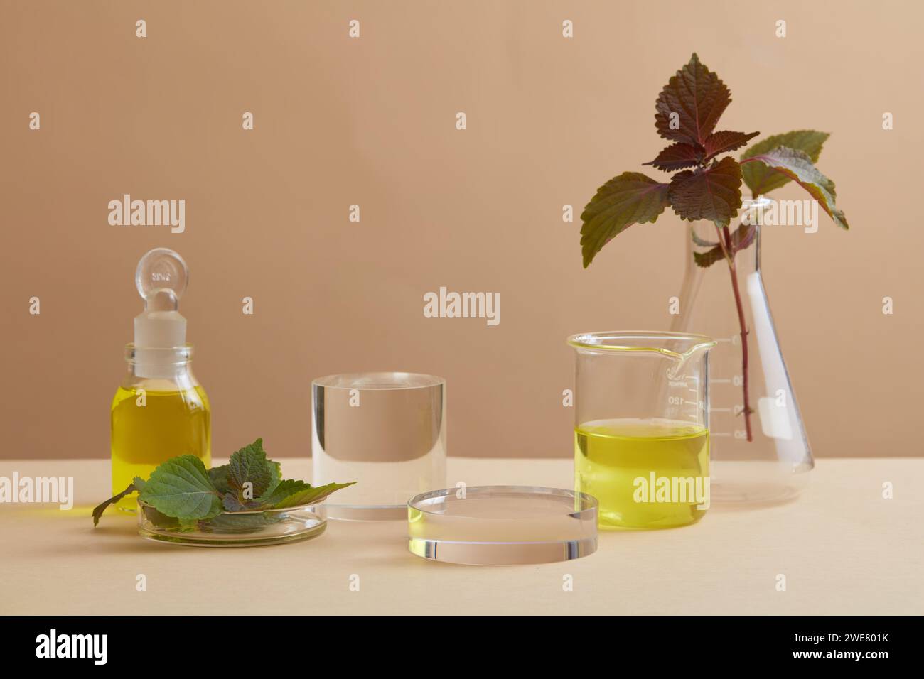 Transparent podiums in cylinder and round shape arranged with glassware and Beefsteak Plant (Perilla frutescens) leaves. Chemist working with lab equi Stock Photo