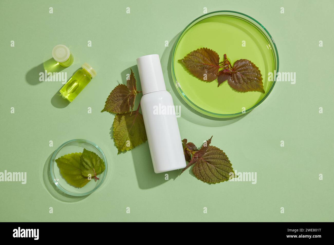 Glass jars and petri dishes containing yellow essential oil. Bottle for branding mockup featured. Beefsteak Plant (Perilla frutescens) is an ancient m Stock Photo