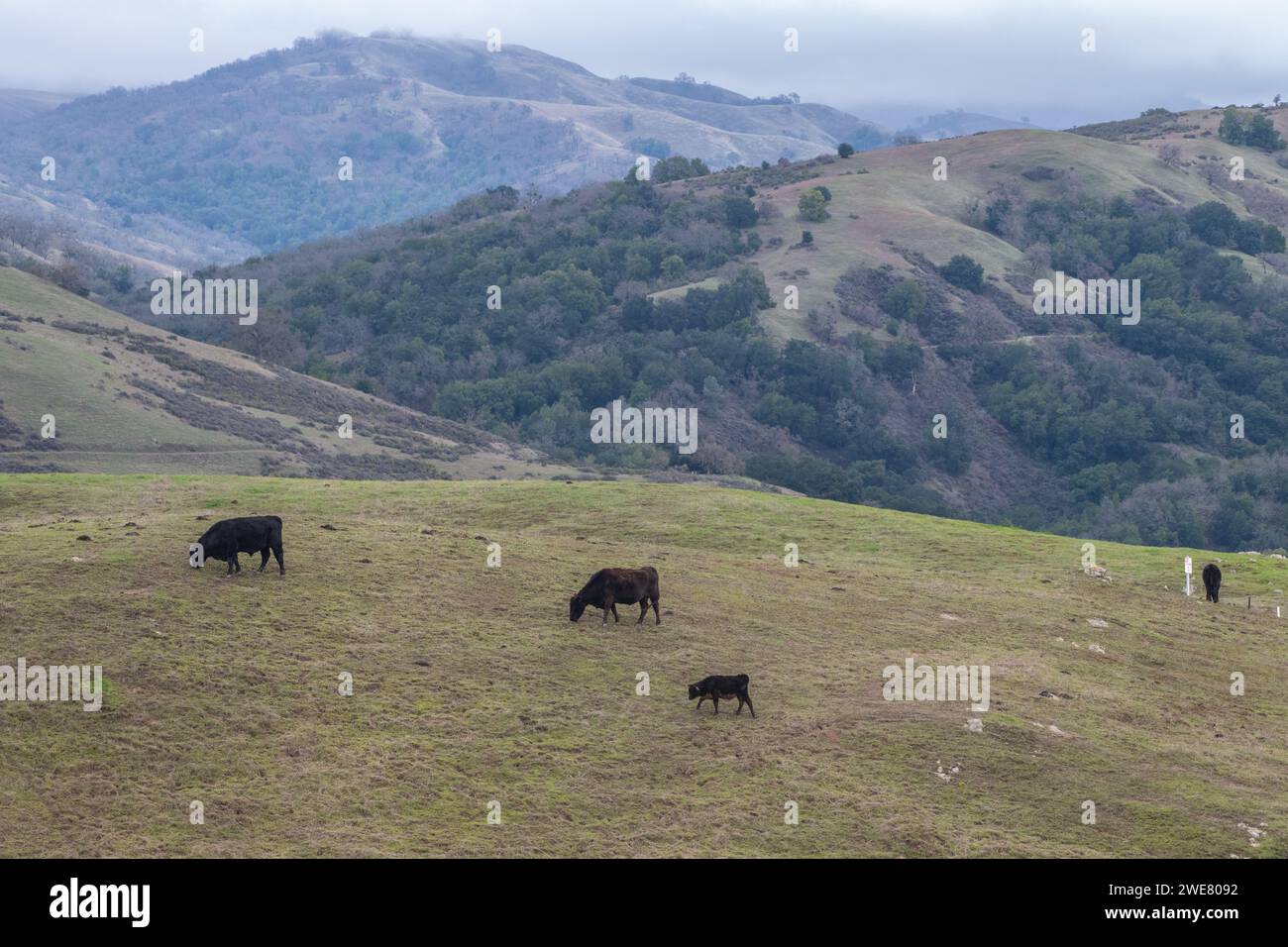 A herd of cattle grazing in the open landscape of Sierra Vista open space in the San Francisco Bay area of California. Stock Photo