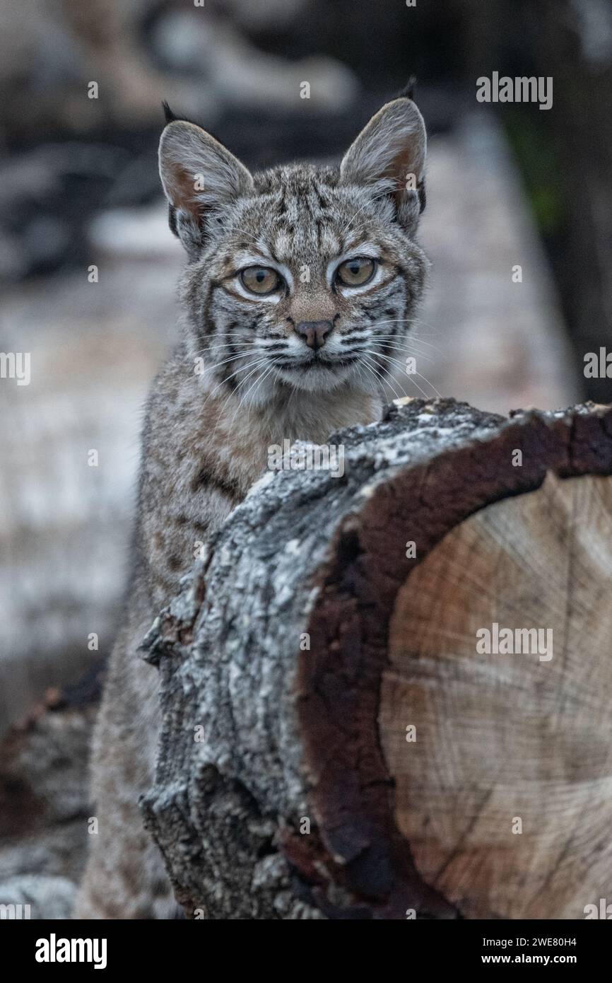 Lynus Rufus A bobcat (Lynx rufus) kitten from the San Francisco Bay area of ...