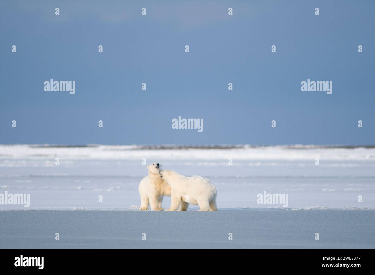 polar bears Ursus maritimus collared sow and large cubs playing on newly formed pack ice during fall freeze up 1002 ANWR Kaktovik Barter Island Alaska Stock Photo