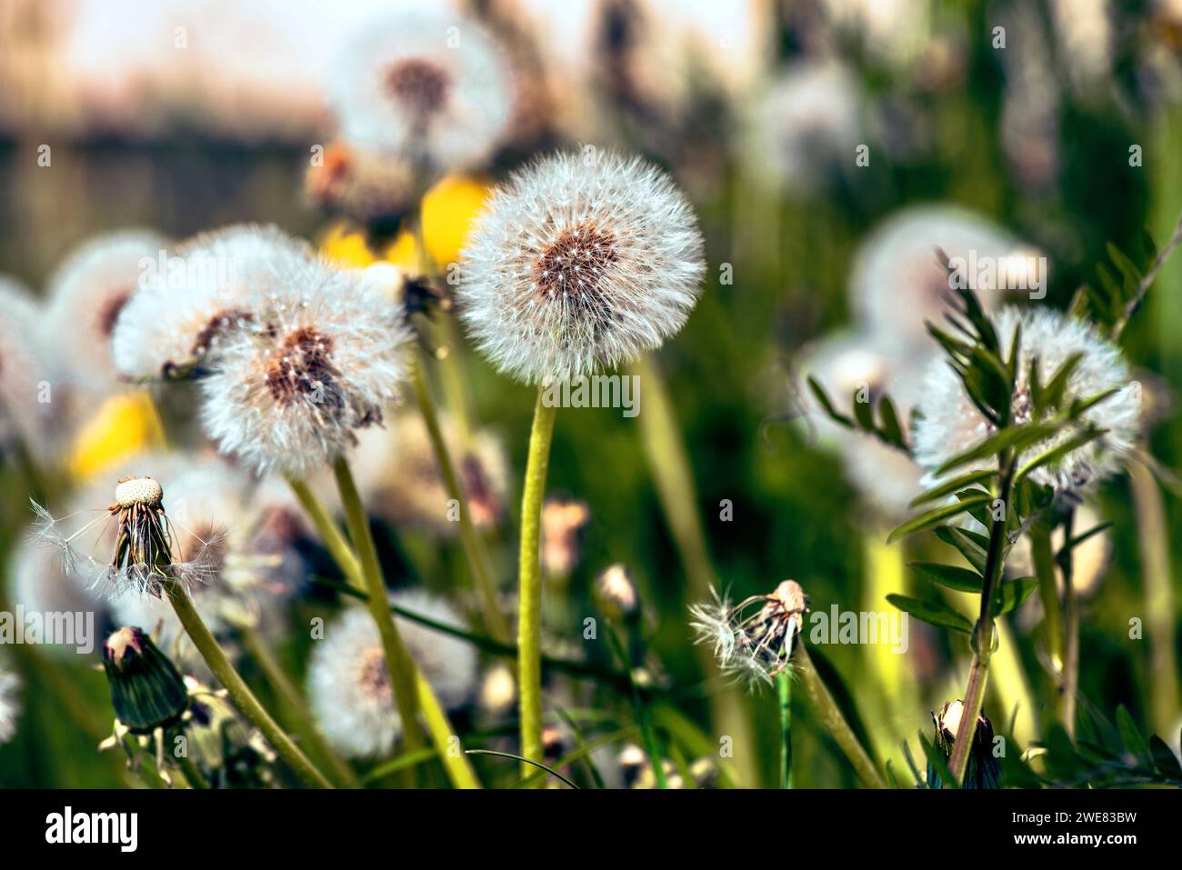 Dandelion flower on green background. Shallow depth of field Stock Photo