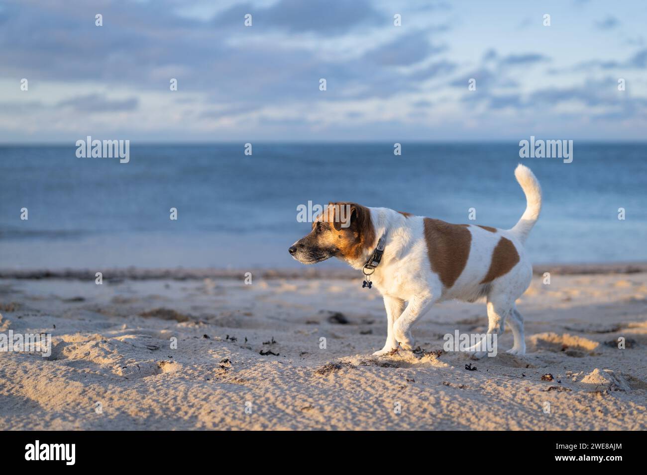 Jack Russell Terrier on a beautiful sandy beach at sunset Stock Photo