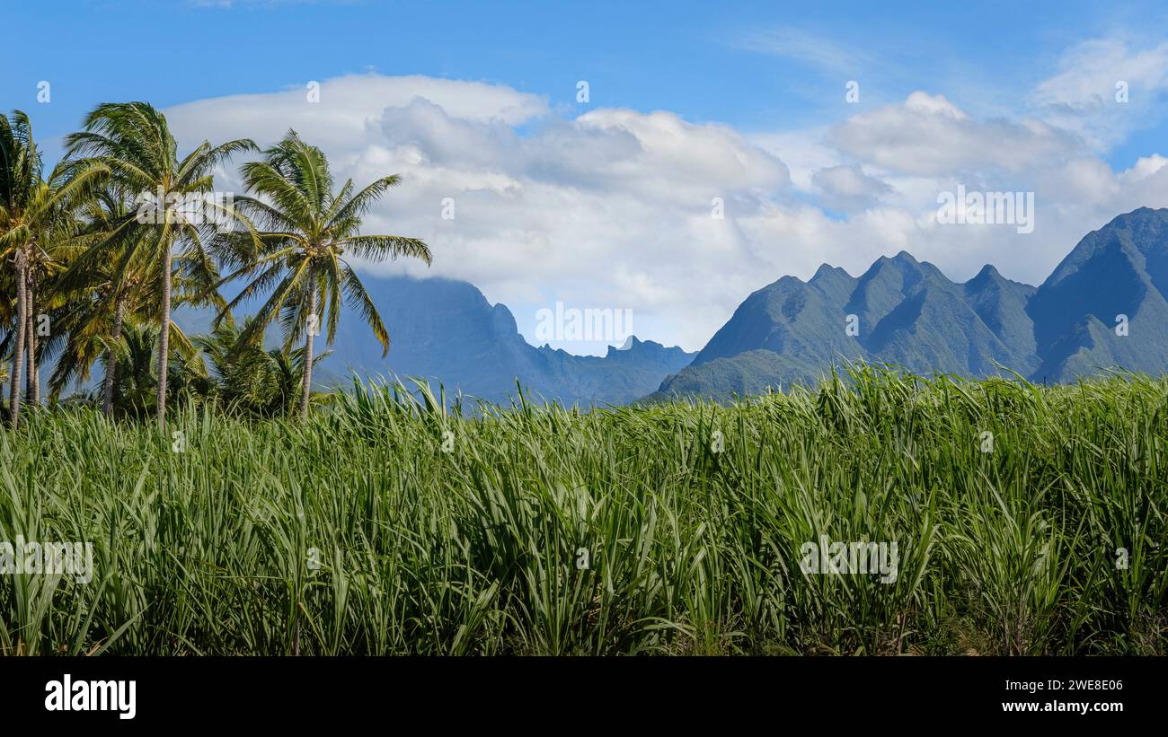 An iconic and beautiful view of Réunion Island, with a field of sugar cane, palm trees, blue sky. In the background, the mountains of Cirque de Cilaos Stock Photo