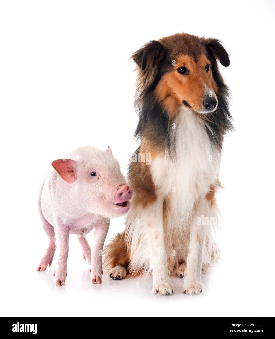 Shetland Sheepdog and pig in front of white background Stock Photo