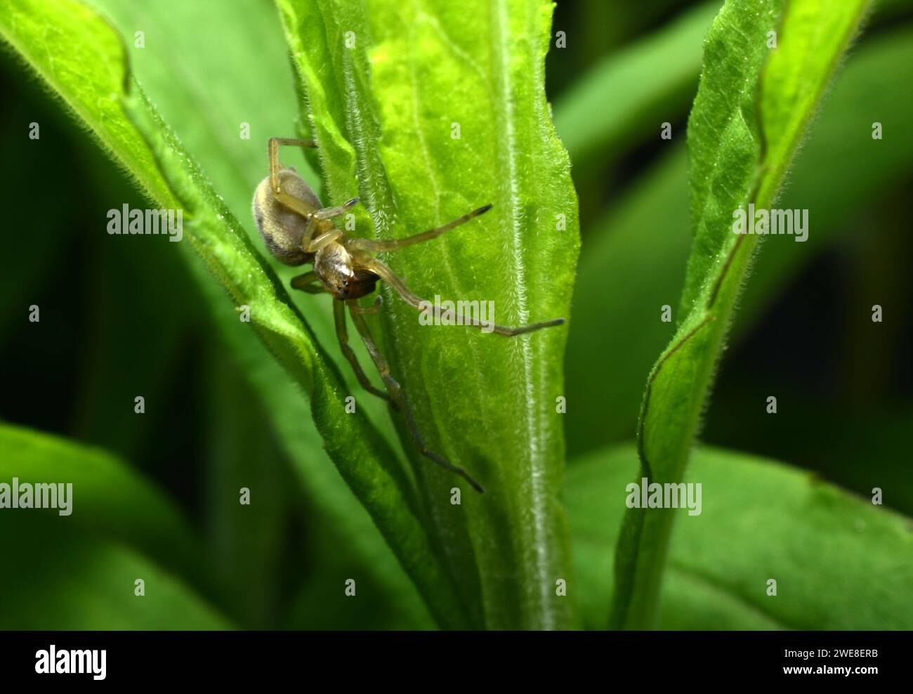 The Agelena labyrinthica spider hides among the leaves of a plant, waiting for prey. Stock Photo