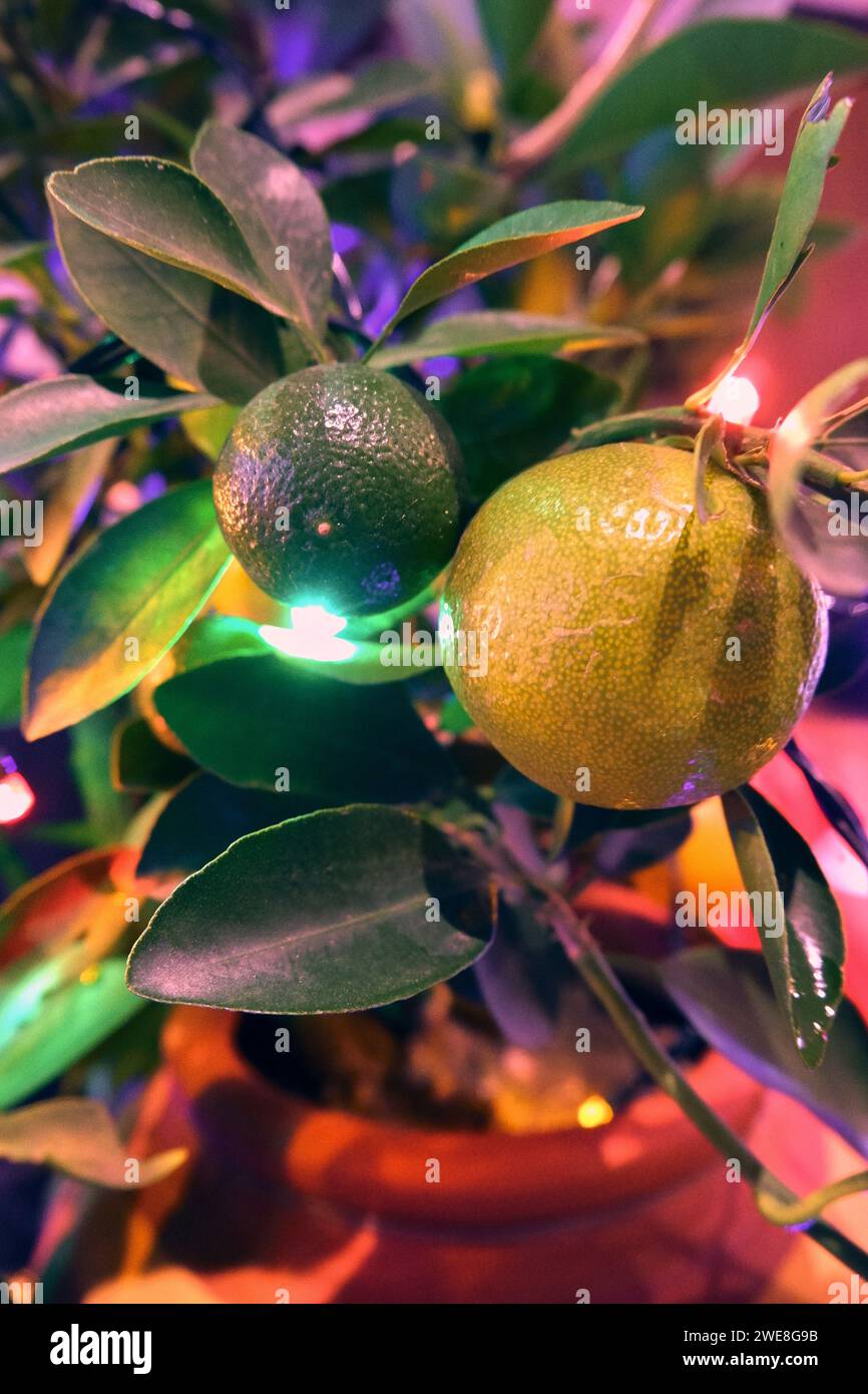 Tangerine Tree with Bright Illumination for Prosperity and Luck, Cultural Celebration of Tet in Vietnam Stock Photo
