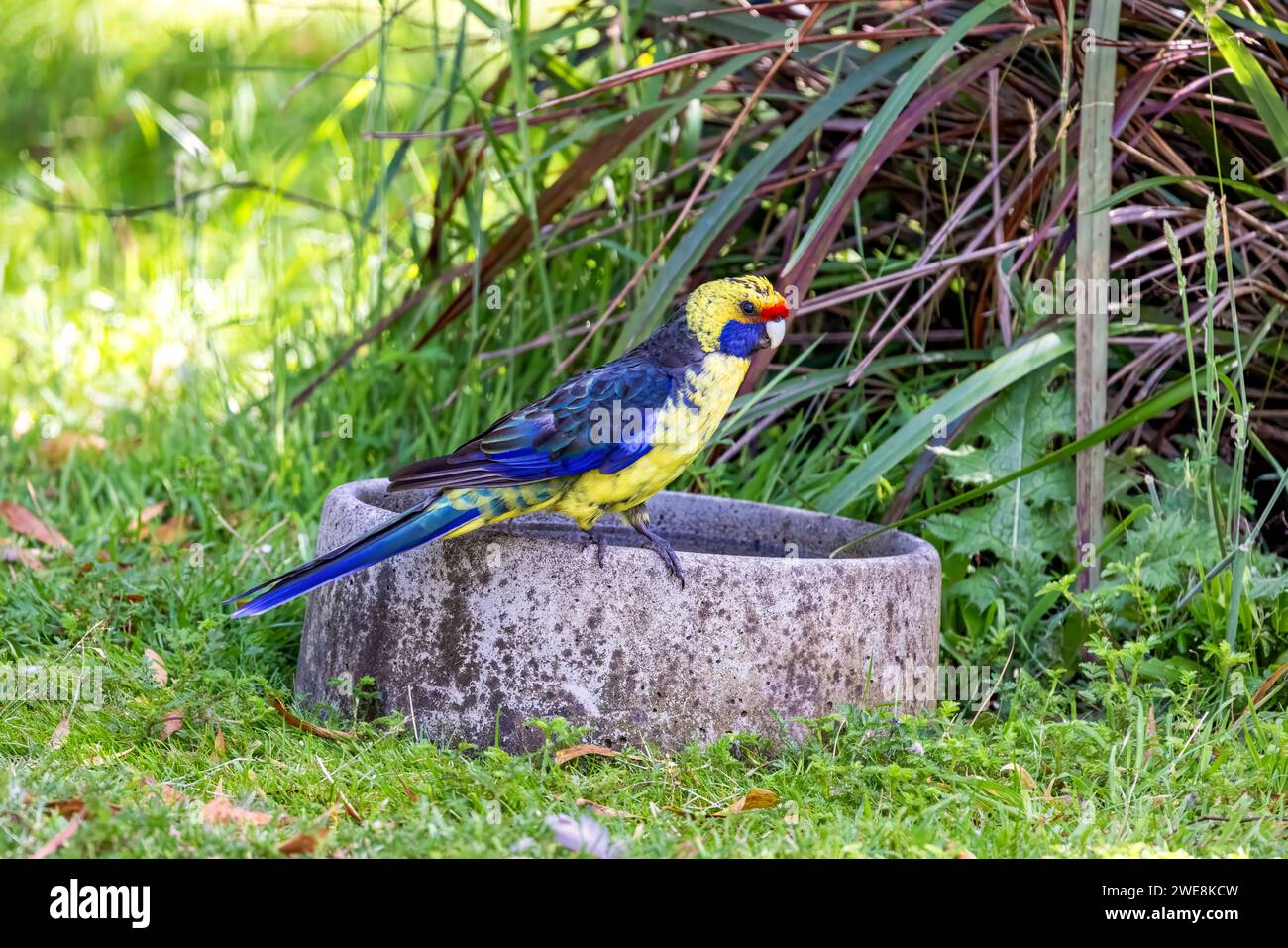 Green Rosella, Platycercus caledonicus, also known as the Tasmanian Rosella, Yellow-billed parakeet or Green Parrot. A bird species endemic to Tasmani Stock Photo