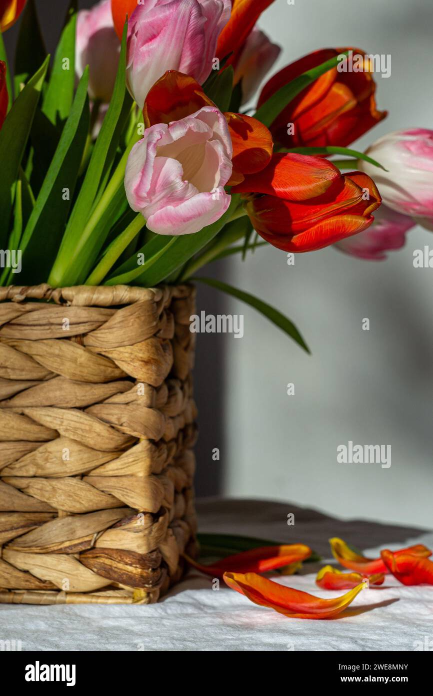 Bouquet of pink and red tulips in a wicker basket with fallen petals. Stock Photo