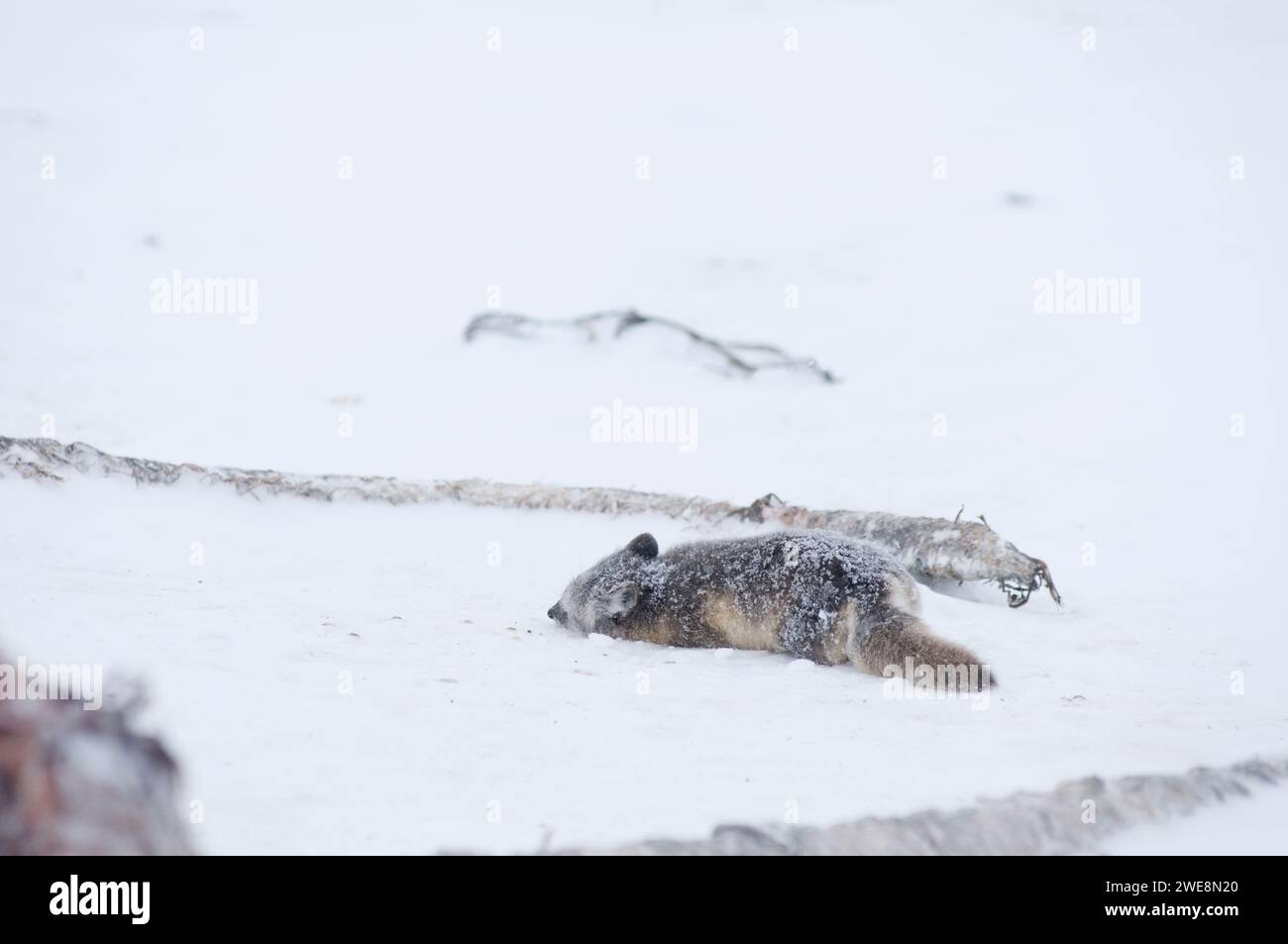 arctic fox Alopex lagopus changing into its winter coat scavenging and hunting while it travels on the arctic coast 1002 area of the Arctic Alaska Stock Photo