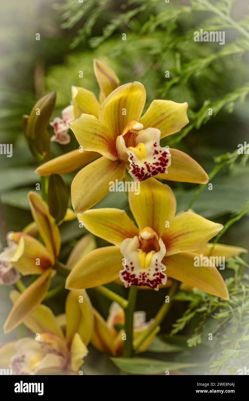 Simply beautiful. Natural high resolution close up flowering plant portrait of orchids with negative space Stock Photo