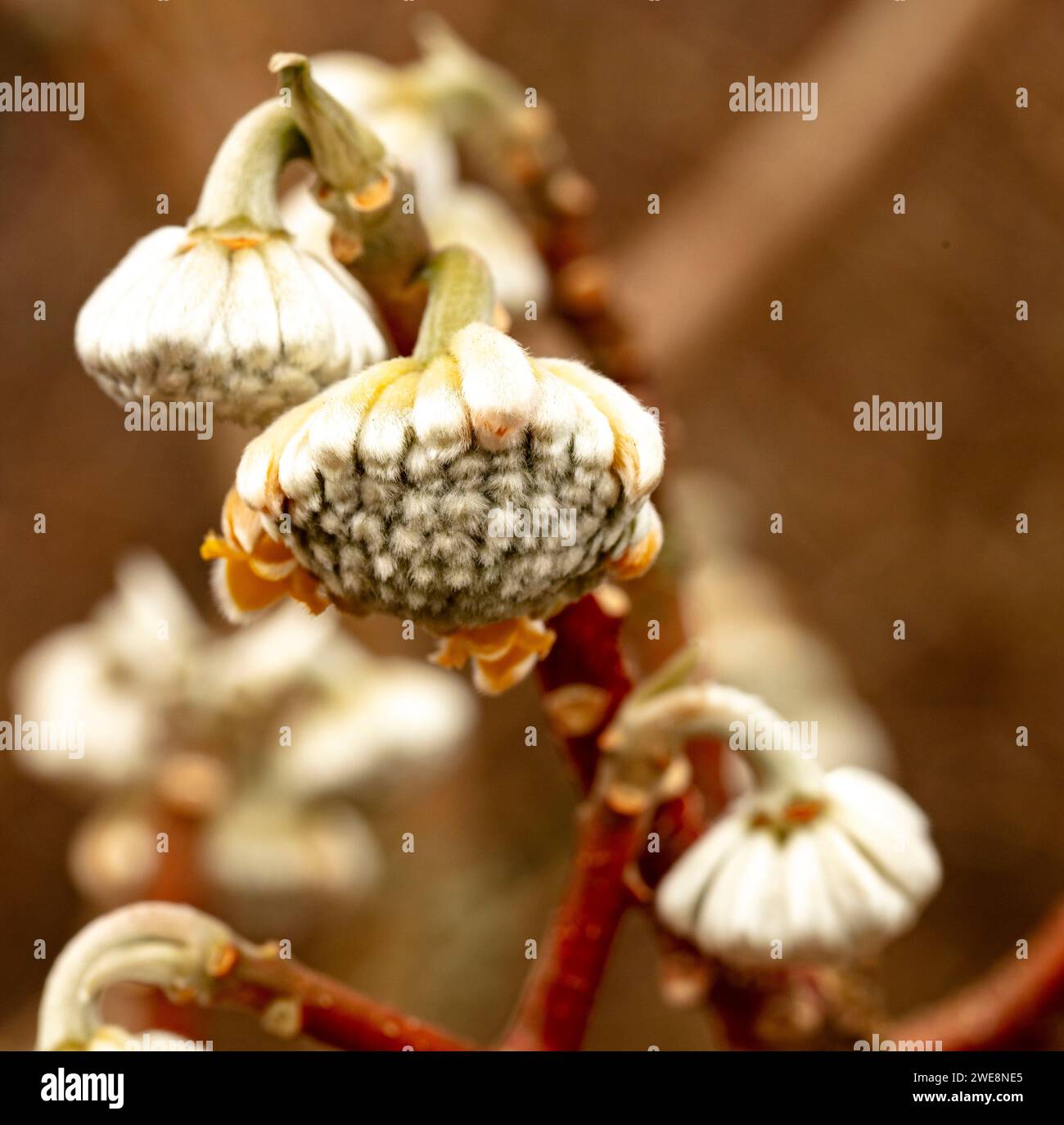 Unusual Edgeworthia chrysantha, Oriental paperbush. Natural close up high resolution flowering plant portrait Stock Photo
