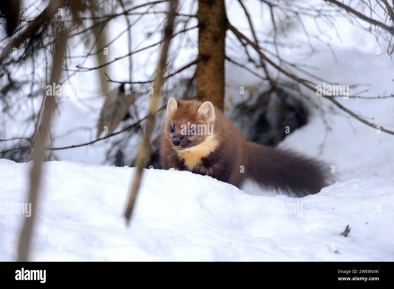 Baummarder winter schnee hi-res stock photography and images - Alamy