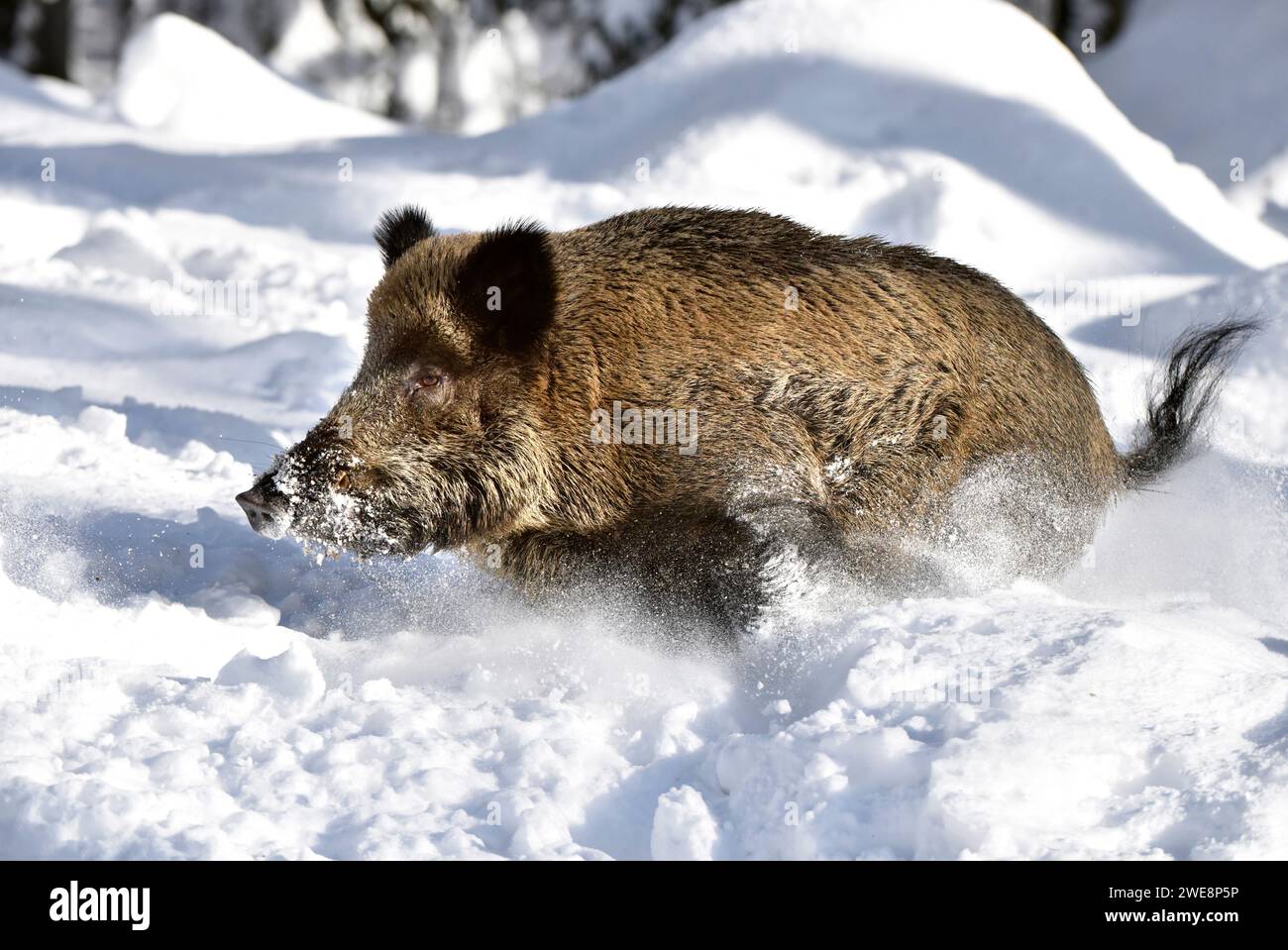 wild boar, snow, winter, forest Stock Photo - Alamy