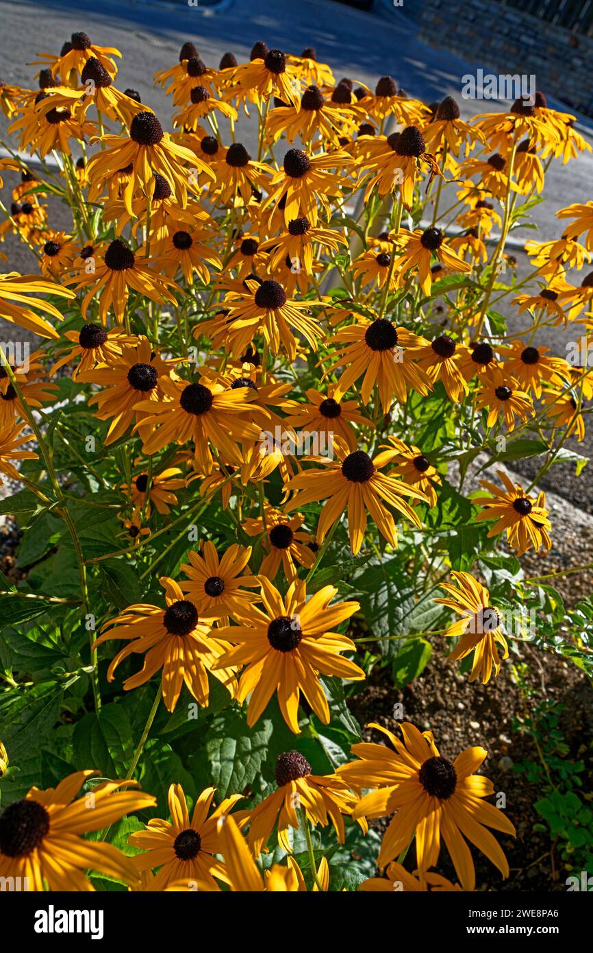 Blumen, gelb Stock Photo