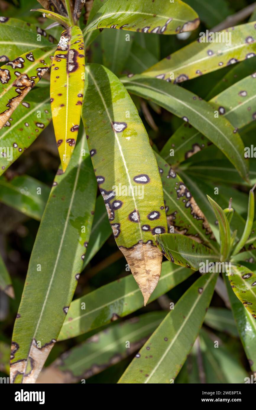 Oleander (Nerium oleander) affected by ascochytosis, or leaf spot