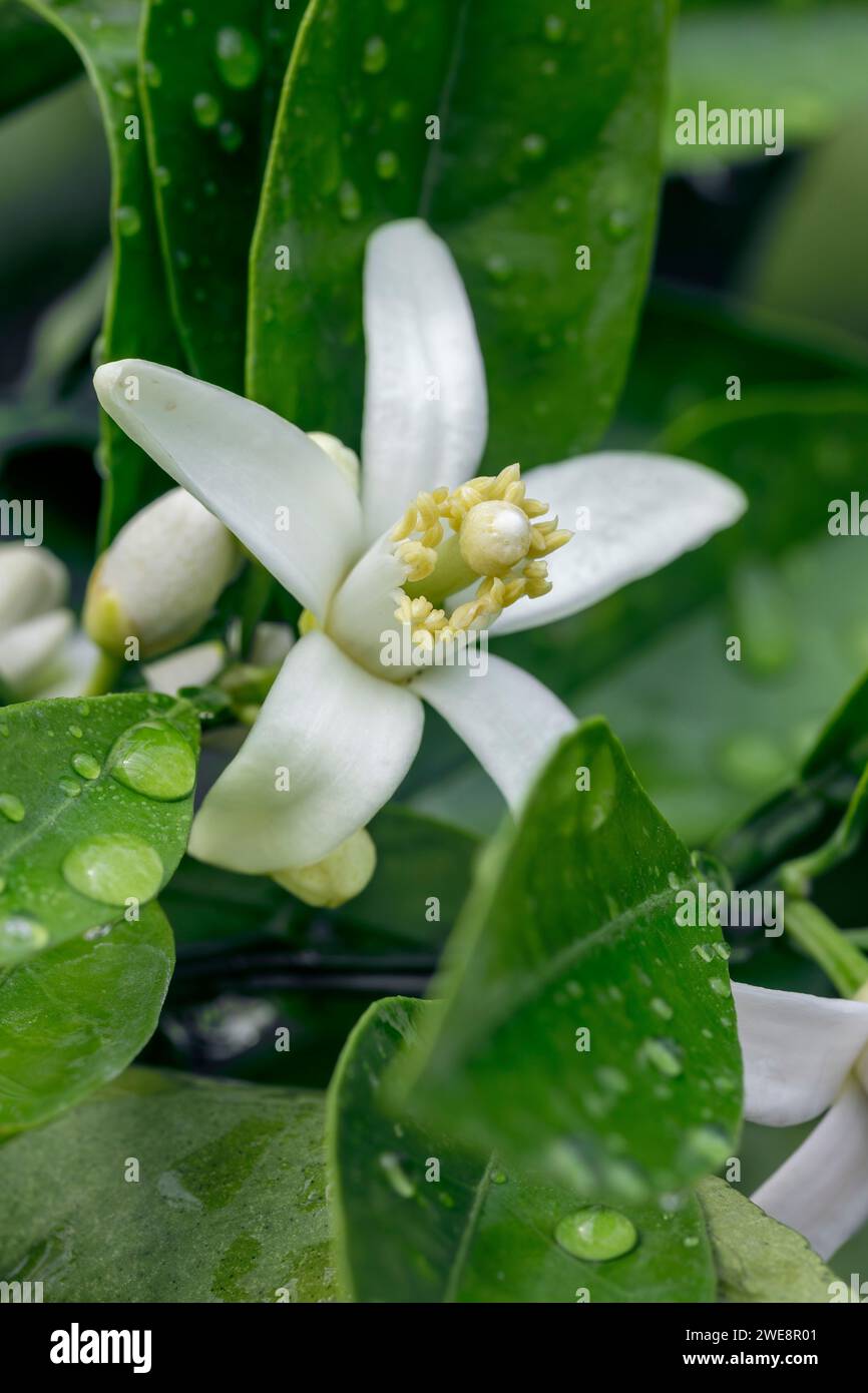 Orange (Citrus sinensis) tree flower Stock Photo