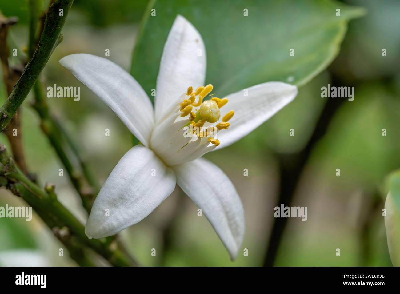 Orange tree (Citrus sinensis) flower Stock Photo