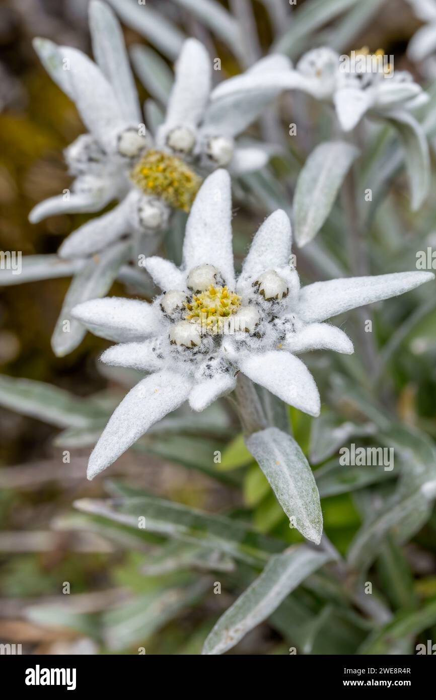 Edelweiss Leontopodium Alpinum Savoie France Stock Photo Alamy edelweiss-leontopodium-alpinum-savoie-france-stock-photo-alamy