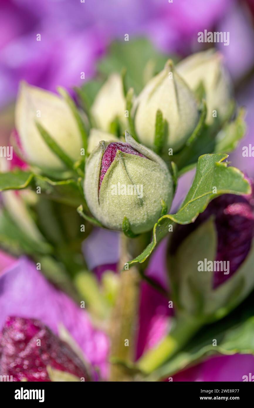 Woody Mallow (Hibiscus syriacus) flower buds Stock Photo - Alamy