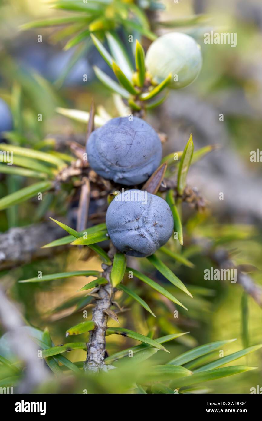 Juniper (Juniperus communis), berries ripening Stock Photo