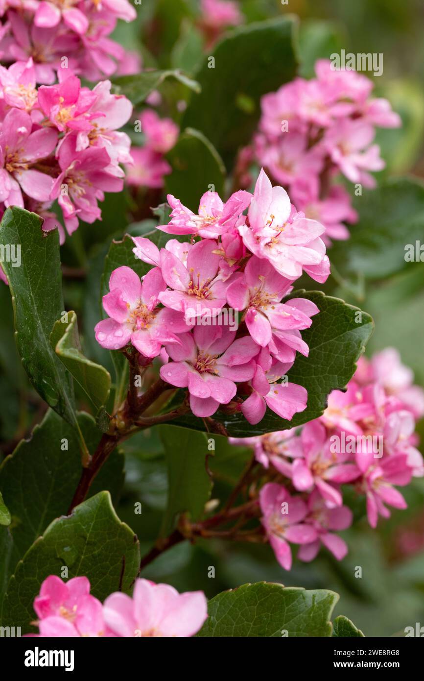 Rhaphiolepis (Rhaphiolepis indica 'Springtime'), flowers Stock Photo ...