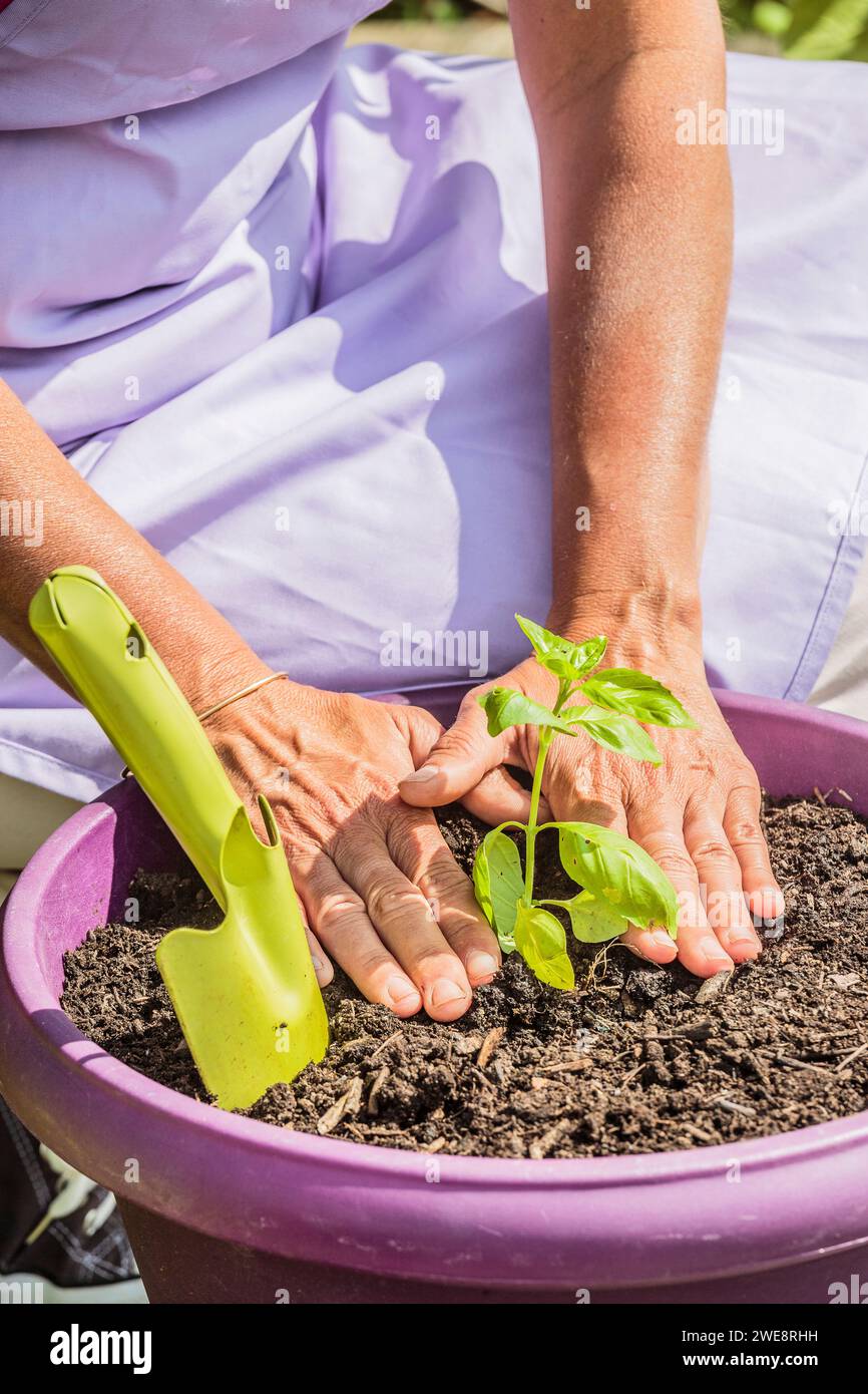 Planting a potted basil on a balcony. Stock Photo