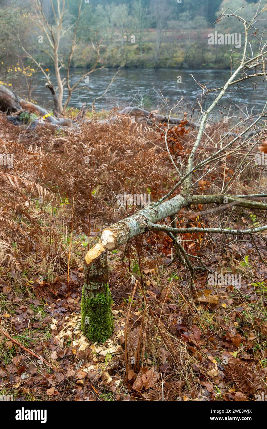 Trees felled by UK Beavers, Beaver activity in Perthshire Scotland Stock Photo
