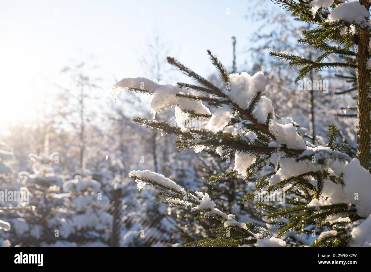 Pine tree or Christmas tree branches covered in melting snow, against setting sunlight. Close up shot, no people. Stock Photo