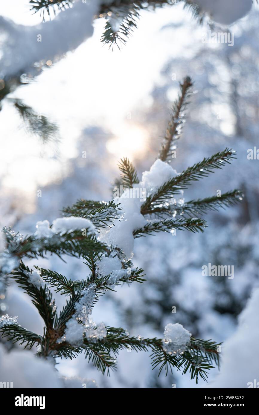 Pine tree or Christmas tree branches covered in melting snow, against setting sunlight. Close up shot, no people. Stock Photo