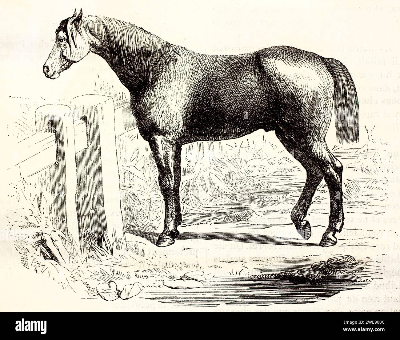 Old engraved illustration of Ardennais horse. By unknown author, published on Brehm, Les Mammifers, Baillière et fils, Paris, 1878 Stock Photo
