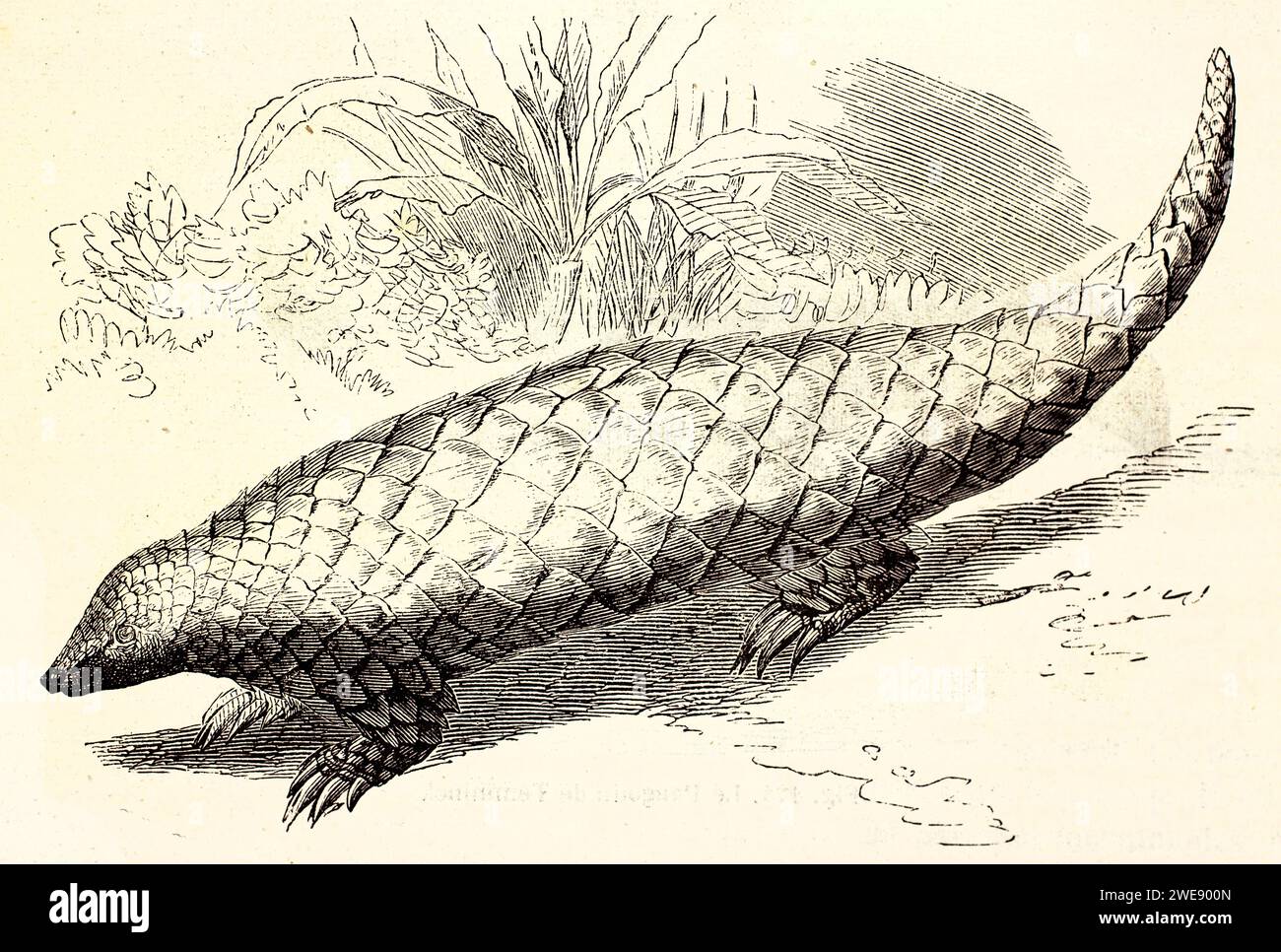 Old engraved illustration of Chinese Pangolin. Created by Ktretschmer, published on Brehm, Les Mammifers, Baillière et fils, Paris, 1878 Stock Photo