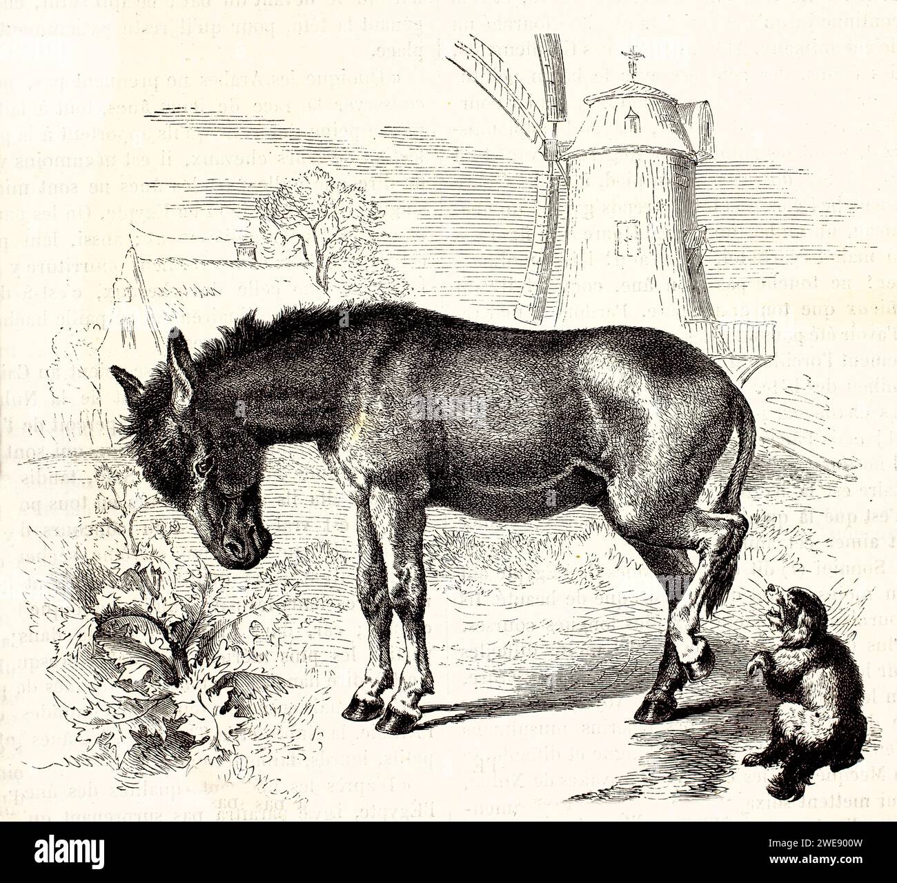 Old engraved illustration of Donkey.kicking a dog Created by Ktretschmer, published on Brehm, Les Mammifers, Baillière et fils, Paris, 1878 Stock Photo