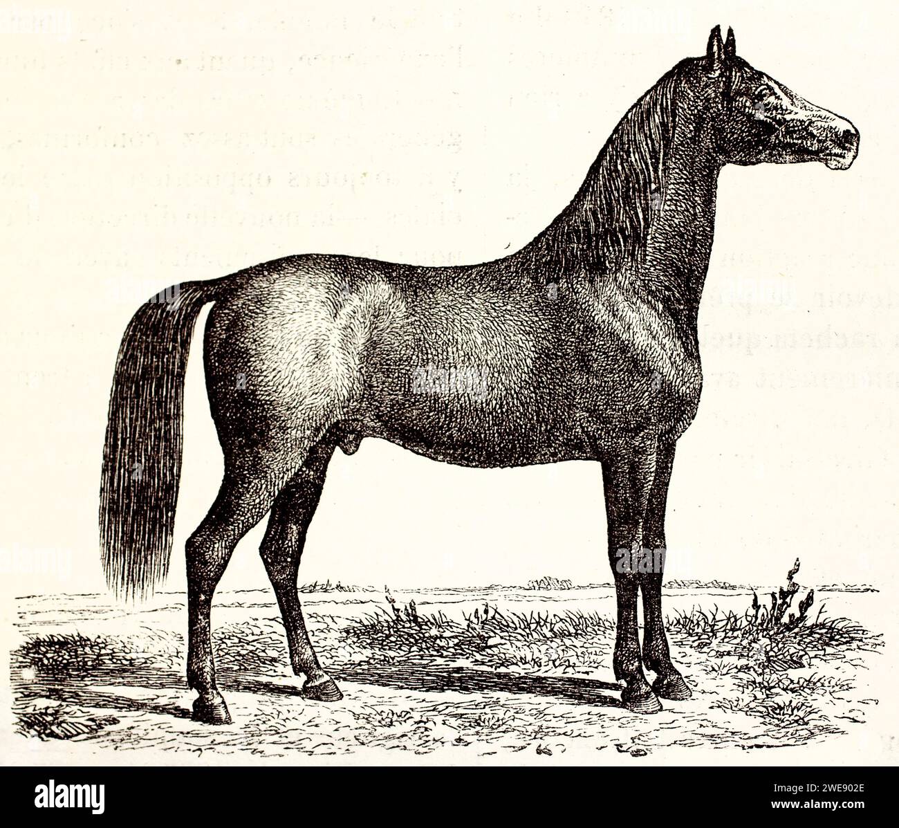 Old engraved illustration of Frederiksborger horse. By unknown author, published on Brehm, Les Mammifers, Baillière et fils, Paris, 1878 Stock Photo