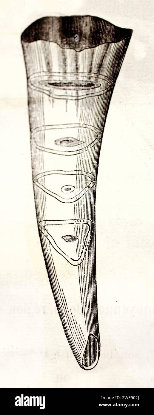 Scientific vintage engraving of a single horse incisor tooth, isolated on white background. Published in 1878. Stock Photo