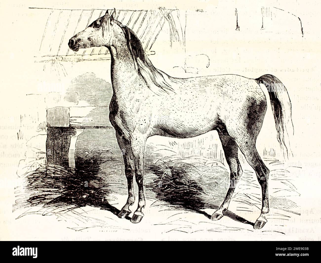 Old engraved illustration of Navarrin horse. By unknown author, published on Brehm, Les Mammifers, Baillière et fils, Paris, 1878 Stock Photo