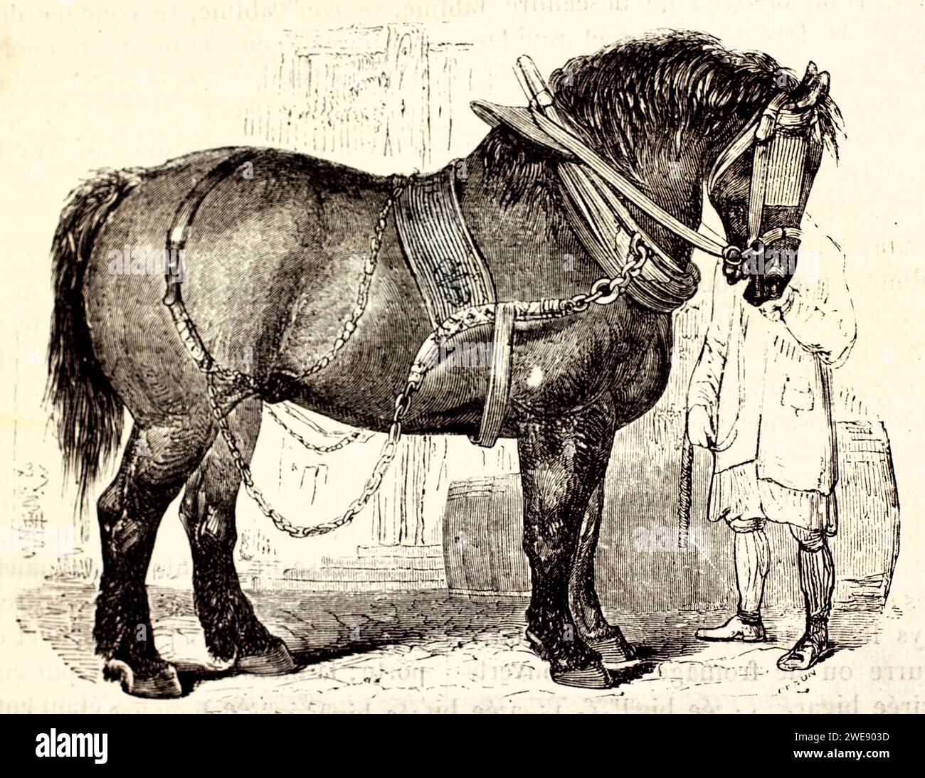Old english black horse hi-res stock photography and images - Alamy