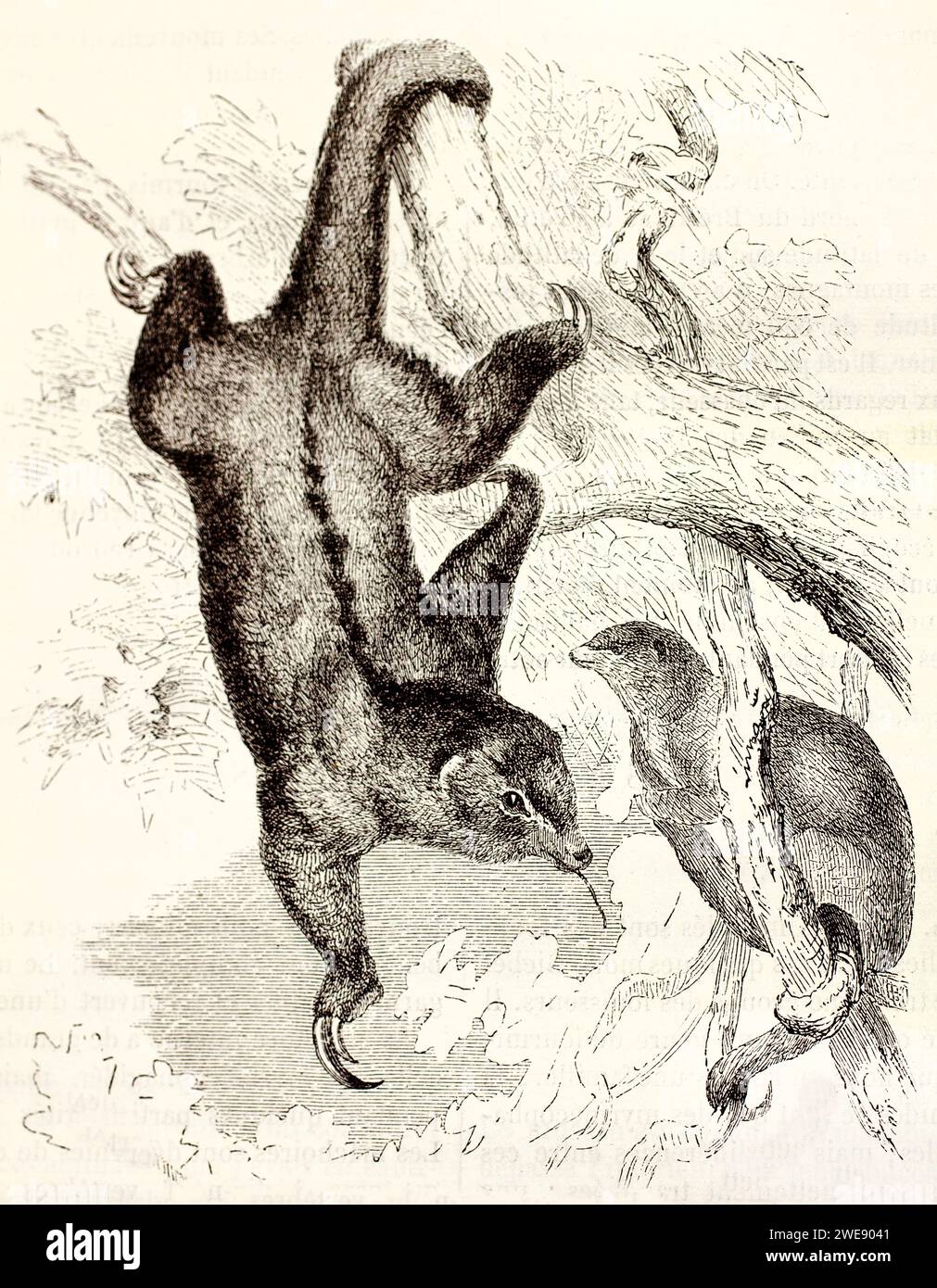 Old engraved illustration of Silky Anteater. Created by Kretschmer, published on Brehm, Les Mammifers, Baillière et fils, Paris, 1878 Stock Photo