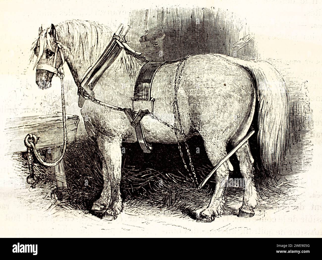 Engraved Profile Of A Massive Suffolk Punch Horse Tied In A Rustic Engraved Profile Of A Massive Suffolk Punch Horse Tied In A Rustic