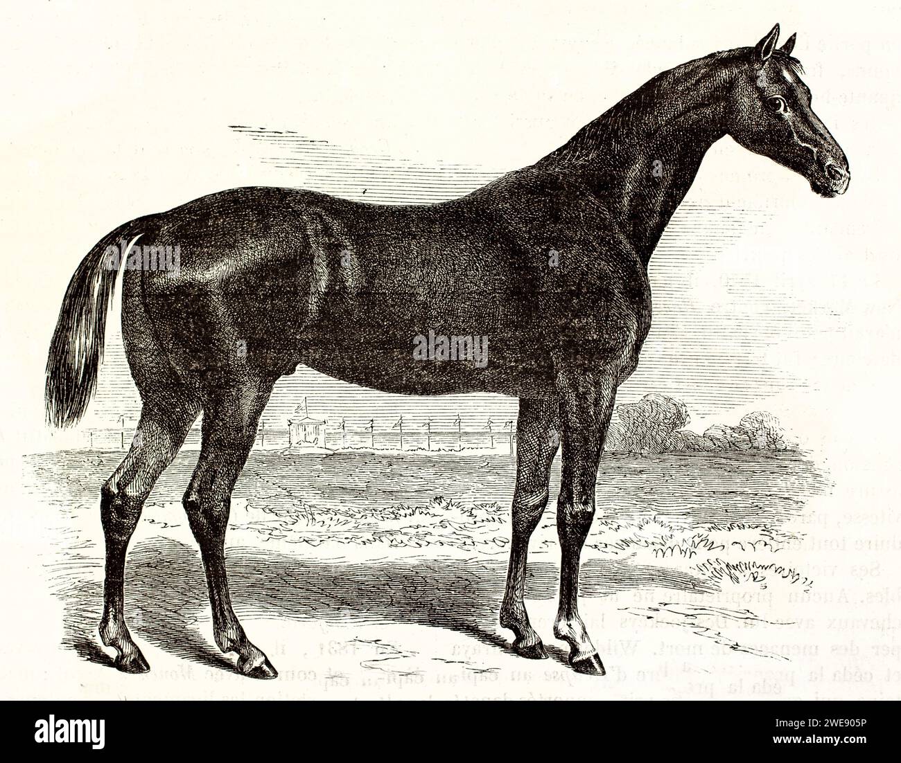 Old engraved illustration of English Thoroughbred. Created by Ktretschmer and Iahrmargt, published on Brehm, Les Mammifers, Baillière et fils, Paris, Stock Photo