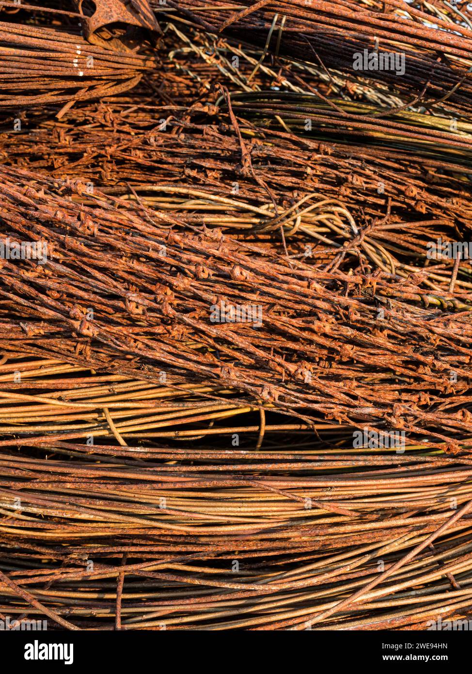 Stacked coils of rusty barbed wire from old fencing, Mainland Shetland ...